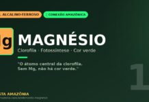 Magnésio e clorofila: o átomo no coração da fotossíntese amazônica que mantém a floresta verde