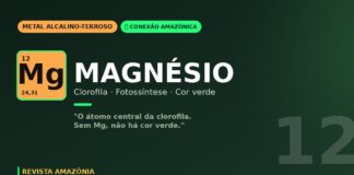 Magnésio e clorofila: o átomo no coração da fotossíntese amazônica que mantém a floresta verde