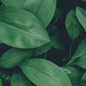 Magnésio e clorofila: o átomo no coração da fotossíntese amazônica que mantém a floresta verde Folhas tropicais verdes em macro - clorofila e magnesio na Amazonia