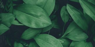 Magnésio e clorofila: o átomo no coração da fotossíntese amazônica que mantém a floresta verde Folhas tropicais verdes em macro - clorofila e magnesio na Amazonia