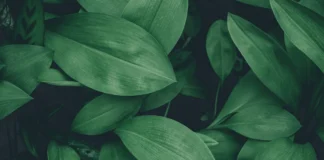 Magnésio e clorofila: o átomo no coração da fotossíntese amazônica que mantém a floresta verde Folhas tropicais verdes em macro - clorofila e magnesio na Amazonia