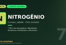 Nitrogênio e leguminosas amazônicas: a fertilidade invisível que sustenta a maior floresta do planeta