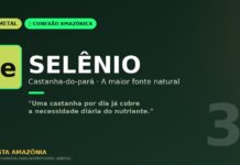 Selênio da castanha-do-pará: o micronutriente da Amazônia que cabe em uma fruta