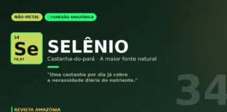 Selênio da castanha-do-pará: o micronutriente da Amazônia que cabe em uma fruta Selênio da castanha-do-pará: o micronutriente da Amazônia que cabe em uma fruta
