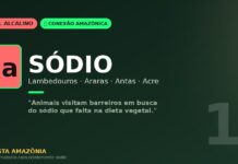 Sódio dos lambedouros amazônicos: por que araras e antas se encontram nas salinas do Acre