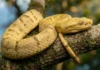 As serpentes da Ilha da Queimada Grande só existem naquele pedaço de terra e uma picada pode matar em menos de uma hora Bothrops insularis. Ilha das Cobras. Endêmica.