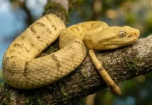 As serpentes da Ilha da Queimada Grande só existem naquele pedaço de terra e uma picada pode matar em menos de uma hora Bothrops insularis. Ilha das Cobras. Endêmica.