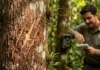 Como a onça pintada marca território com as garras e ajuda cientistas a monitorar a floresta amazônica