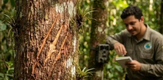Como a onça pintada marca território com as garras e ajuda cientistas a monitorar a floresta amazônica