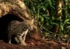 O incrível tatu canastra que constrói tocas gigantescas e cria abrigos para diversas espécies na floresta amazônica
