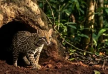 O incrível tatu canastra que constrói tocas gigantescas e cria abrigos para diversas espécies na floresta amazônica
