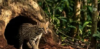 O incrível tatu canastra que constrói tocas gigantescas e cria abrigos para diversas espécies na floresta amazônica