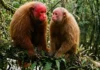 O fascinante uacari vermelho do Amazonas e como seu rosto carmesim funciona como um sinalizador de saúde para seleção sexual