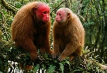 O fascinante uacari vermelho do Amazonas e como seu rosto carmesim funciona como um sinalizador de saúde para seleção sexual