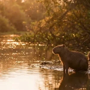 Do bico especializado dos tucanos à resistência dos gambás: conheça a fauna tier B+ que sustenta a biodiversidade brasileira