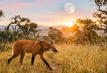 O lobo-guará e o pirarucu como símbolos da biodiversidade brasileira e o papel vital dos ecossistemas na conservação de espécies