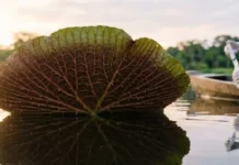 O papel fundamental da flora amazônica na regulação climática global e a importância científica dos rios voadores para o Brasil