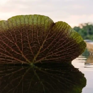 O papel fundamental da flora amazônica na regulação climática global e a importância científica dos rios voadores para o Brasil