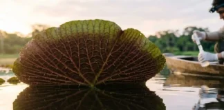 O papel fundamental da flora amazônica na regulação climática global e a importância científica dos rios voadores para o Brasil
