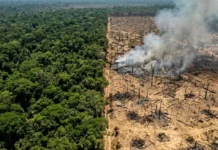 O colapso silencioso da Floresta Amazónica e a descoberta científica que revela o aumento das emissões de carbono em áreas devastadas