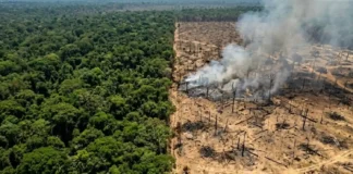 O colapso silencioso da Floresta Amazónica e a descoberta científica que revela o aumento das emissões de carbono em áreas devastadas