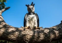Gaviões e Corujas: As Guardiãs Aladas da Biodiversidade Brasileira