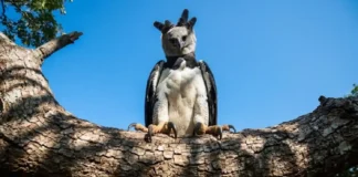 Gaviões e Corujas: As Guardiãs Aladas da Biodiversidade Brasileira