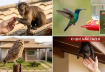 Aprenda a conviver de forma segura com a fauna silvestre urbana que está mudando a biodiversidade das cidades brasileiras