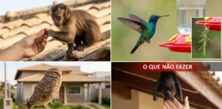 Aprenda a conviver de forma segura com a fauna silvestre urbana que está mudando a biodiversidade das cidades brasileiras