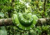 Como a cobra-papagaio usa paciência extrema e camuflagem perfeita para dominar o dossel da Floresta Amazônica