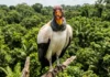 Saiba como o tamanho imponente e a crista vibrante do urubu-rei definem a hierarquia de carniceiros na Amazônia