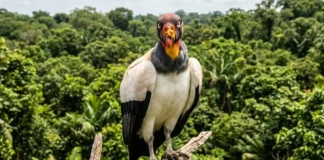 Saiba como o tamanho imponente e a crista vibrante do urubu-rei definem a hierarquia de carniceiros na Amazônia