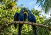 Conheça a complexa vida social da arara-azul-grande que forma casais para sempre e educa seus filhotes na Amazônia