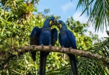 Conheça a complexa vida social da arara-azul-grande que forma casais para sempre e educa seus filhotes na Amazônia