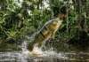 Entenda como a visão especializada do tucunaré compensa a refração da água para caçar insetos em pleno voo nos rios da Amazônia