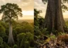 Como a castanheira-do-pará depende da cooperação exclusiva com abelhas e cutias para sobreviver na Floresta Amazônica