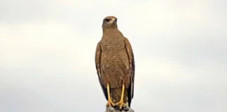 Entenda como a impressionante adaptabilidade do gavião-caboclo permite que ele caçe cobras em plena área urbana