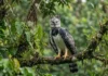 Gavião-real: a majestosa ave de rapina que domina o dossel da floresta amazônica e seu papel ecológico