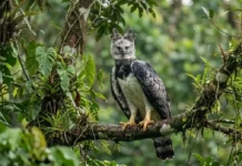 Gavião-real: a majestosa ave de rapina que domina o dossel da floresta amazônica e seu papel ecológico