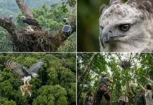 Como o soberano gavião real desafia as leis da física e se torna o termômetro da Amazônia