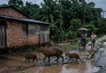 Capivaras no asfalto: como a fauna urbana e o crescimento das cidades vizinhas à floresta amazónica reescrevem a convivência