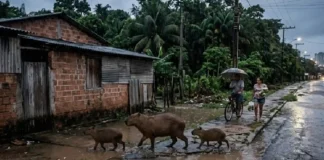Capivaras no asfalto: como a fauna urbana e o crescimento das cidades vizinhas à floresta amazónica reescrevem a convivência