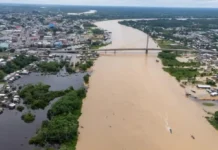 Como a pulsação do Rio Amazonas orquestra a vida e o destino de espécies raras e ameaçadas na floresta tropical