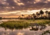Ressurreição da paisagem o desafio histórico da reintrodução de grandes mamíferos e o equilíbrio da biodiversidade