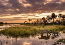 Ressurreição da paisagem o desafio histórico da reintrodução de grandes mamíferos e o equilíbrio da biodiversidade
