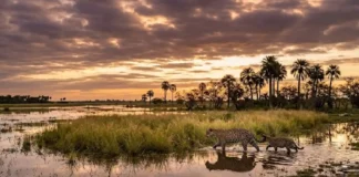 Ressurreição da paisagem o desafio histórico da reintrodução de grandes mamíferos e o equilíbrio da biodiversidade