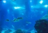 Inovação em águas profundas: como a tecnologia moderna viabiliza o resgate histórico de grandes animais marinhos