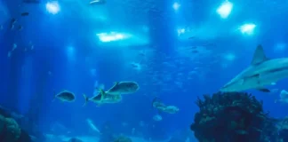 Inovação em águas profundas: como a tecnologia moderna viabiliza o resgate histórico de grandes animais marinhos