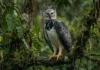 Como a tática de emboscada silenciosa consagra o gavião-real como o predador mais letal das florestas tropicais brasileiras