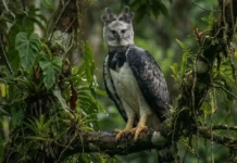Como a tática de emboscada silenciosa consagra o gavião-real como o predador mais letal das florestas tropicais brasileiras